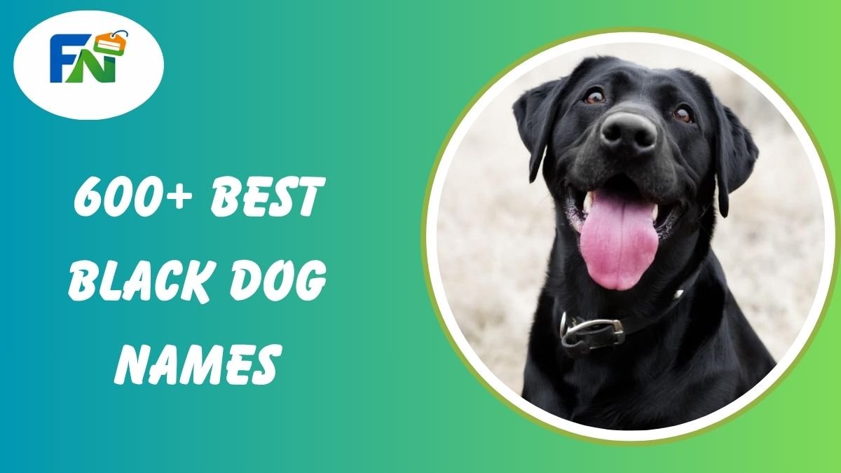 Black Dog Names