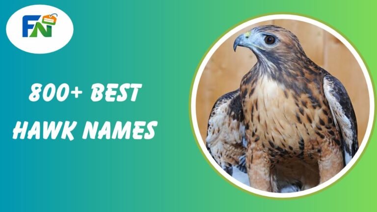 Hawk Names