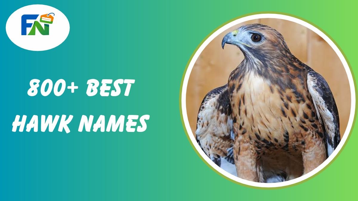 Hawk Names