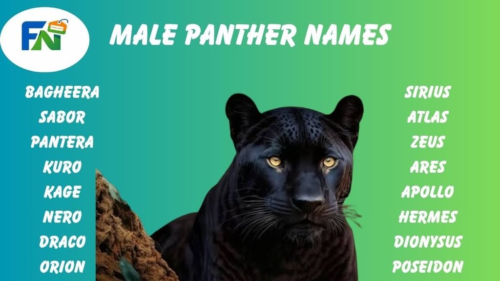 Male Panther names