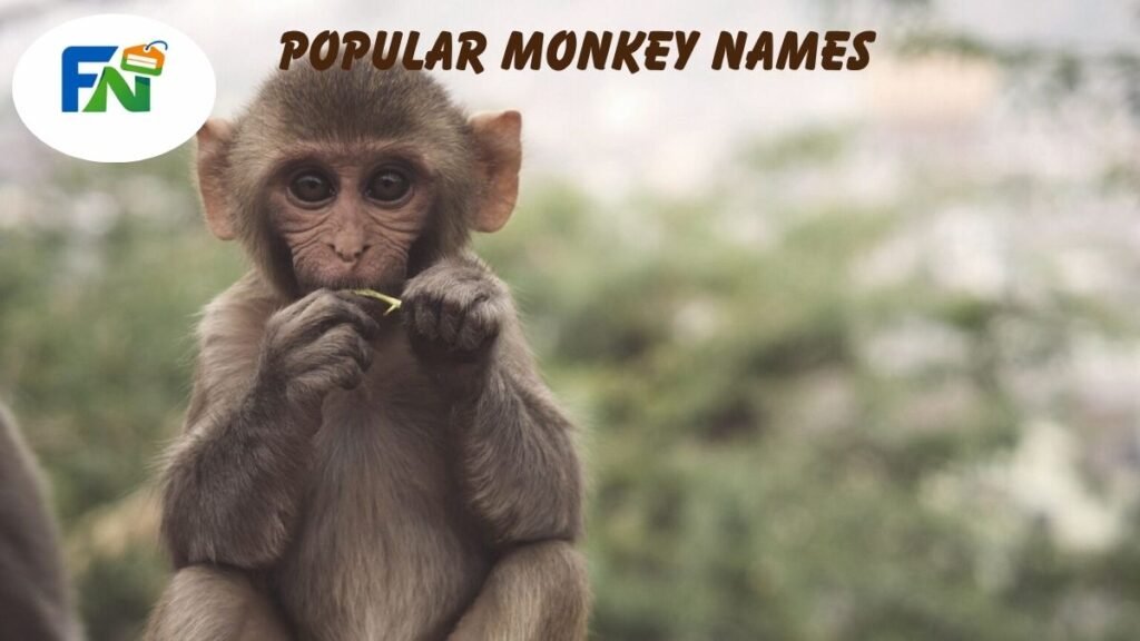 Popular Monkey Names