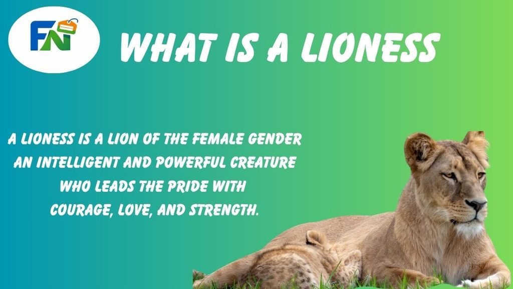 What is Lioness?